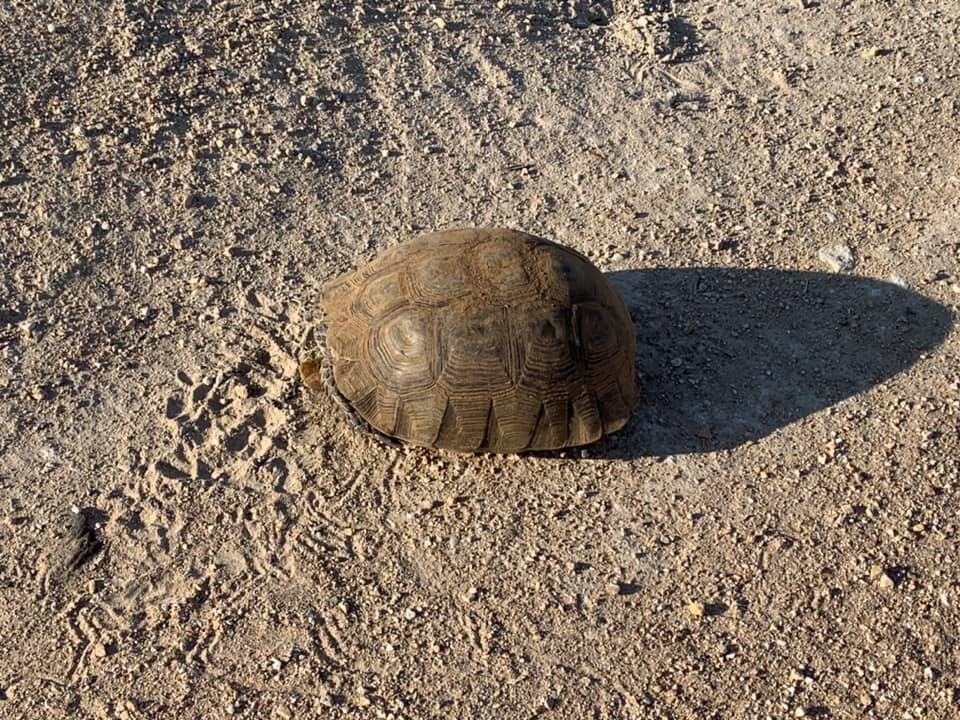 Tortoise