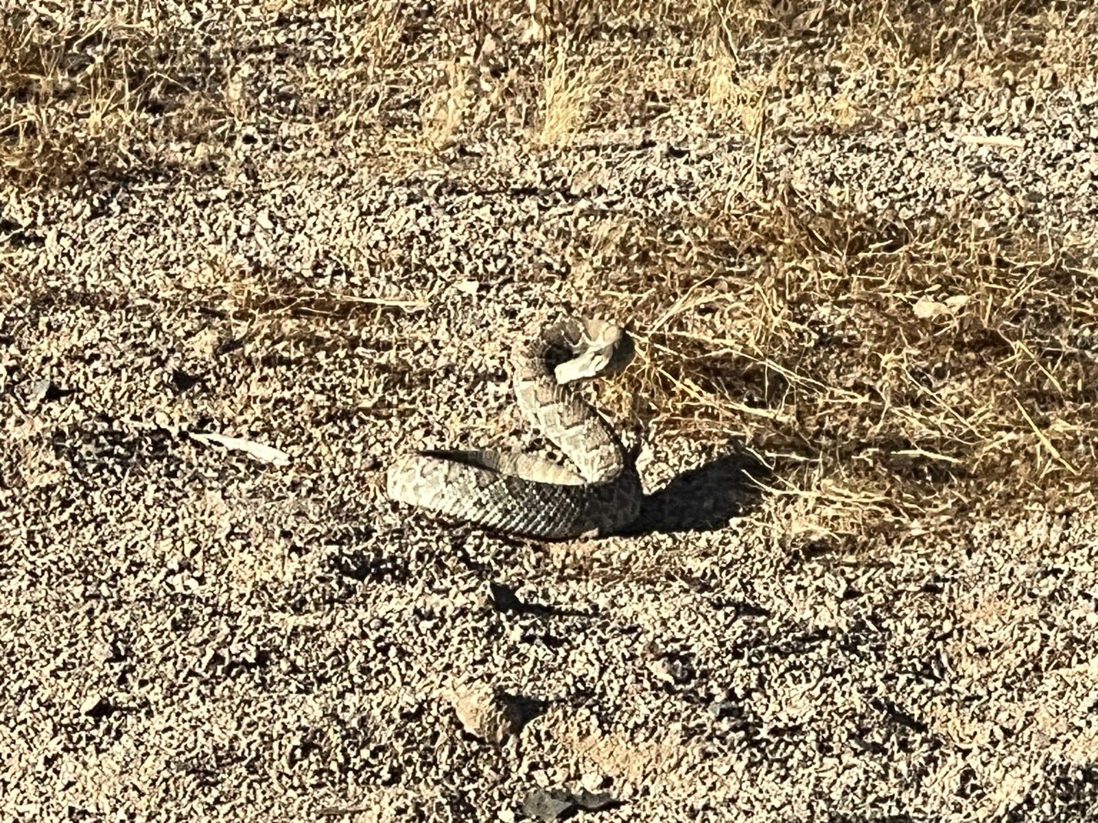 Angry Rattlesnake